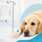Hidratación Parenteral en Medicina Veterinaria: La Base de una Recuperación Exitosa
